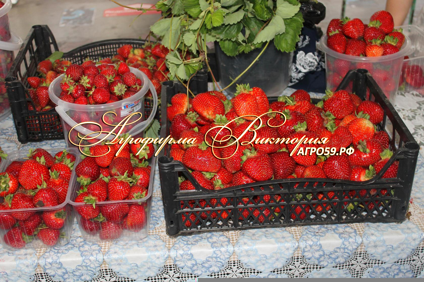 Клубника \